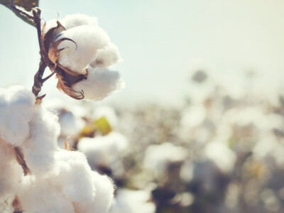 Cotton by the Numbers