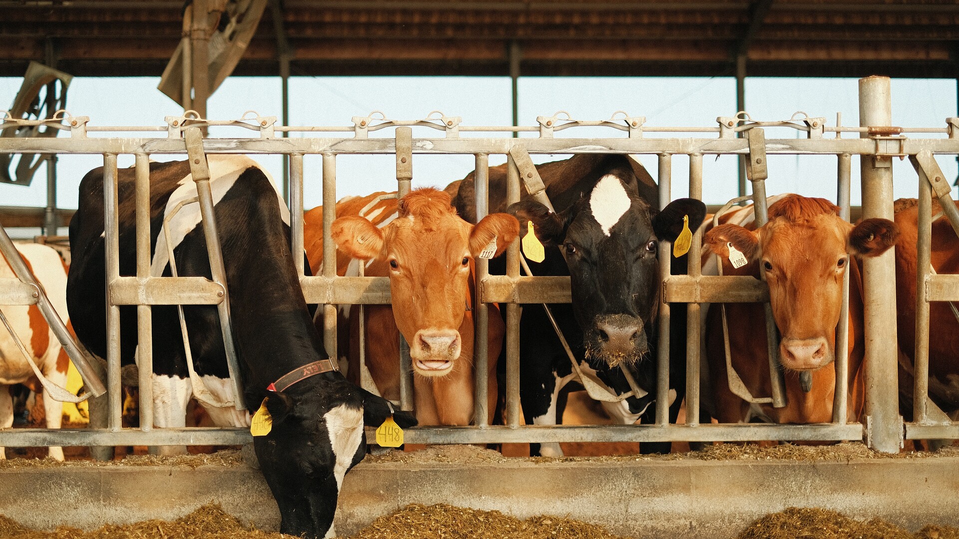 Dairy Groups Call for Retaliatory Tariffs on Canada Part 1