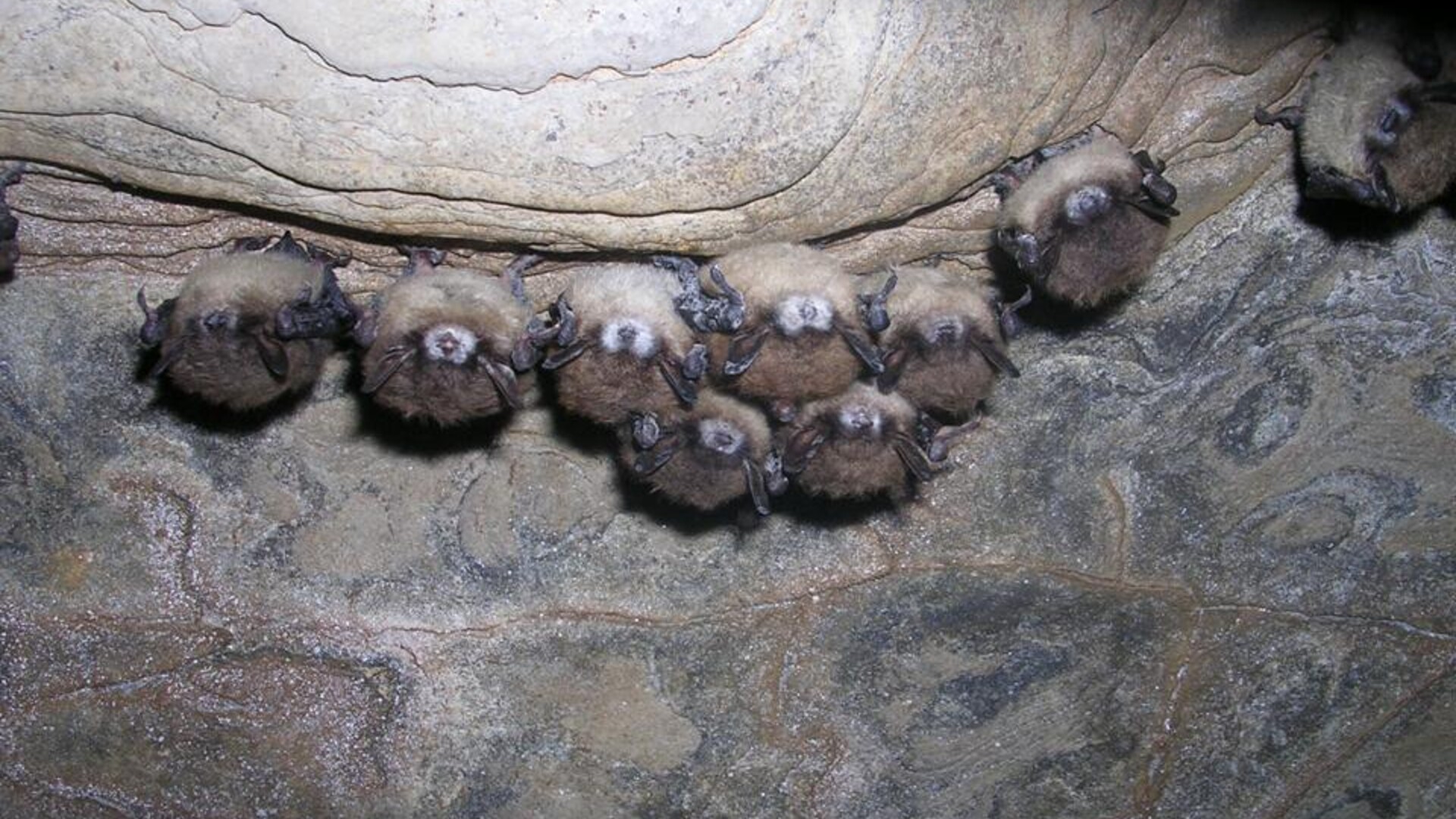 Fungal Bat Disease Costing U.S. Agriculture Millions