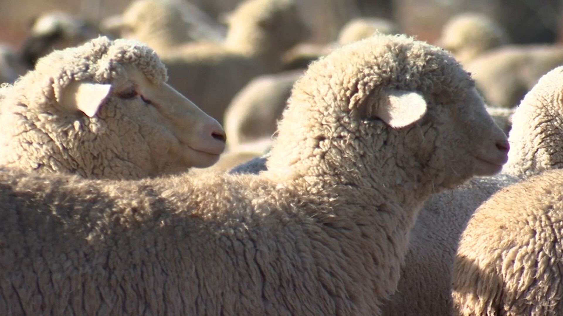 USDA to Provide $50 Million in Support to U.S. Cotton and Wool Apparel