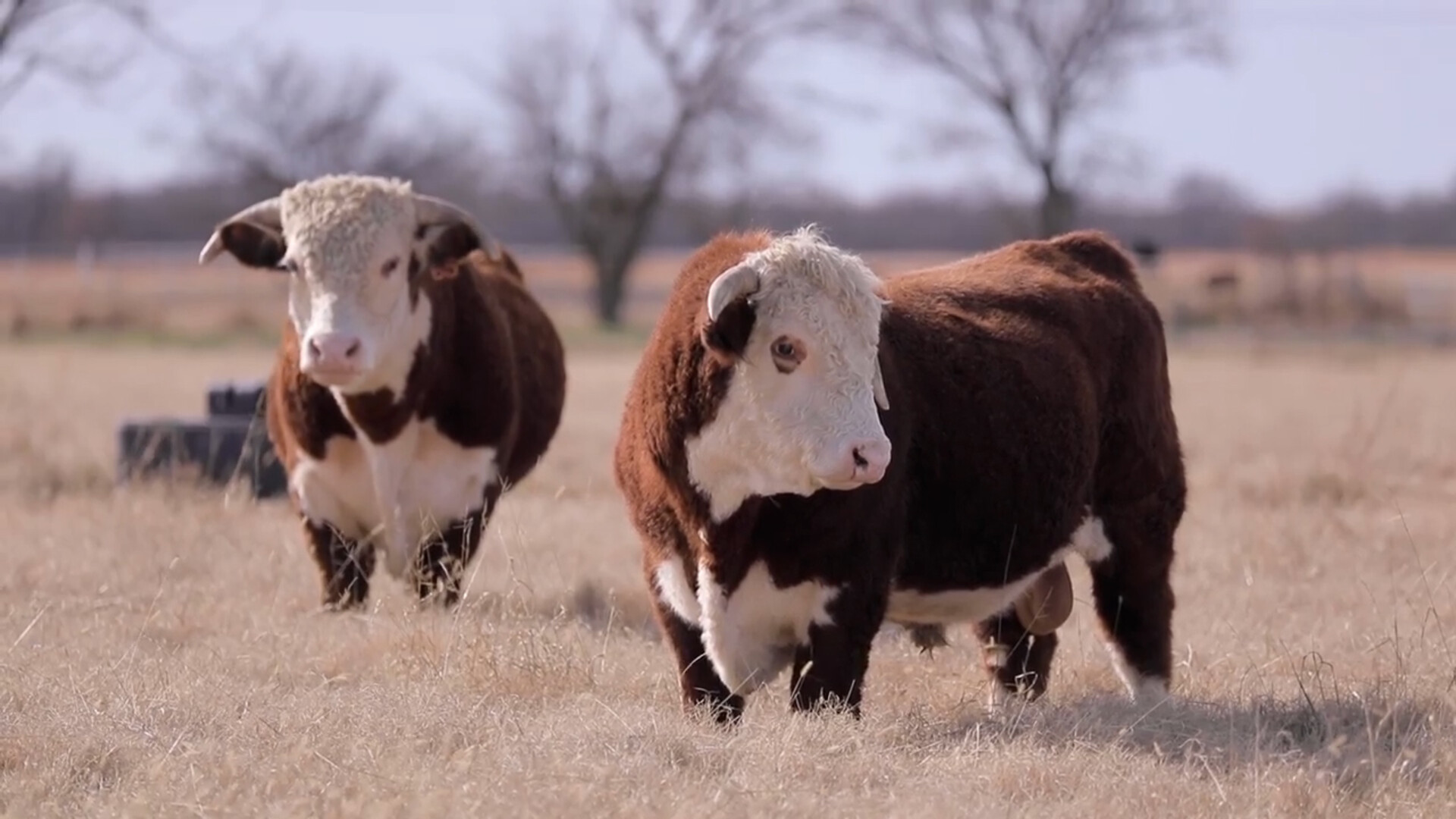 American Hereford Association Researching Sustainable Genetics