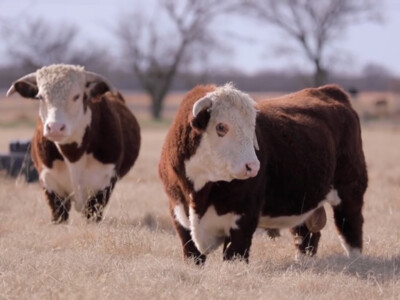 American Hereford Association Researching Sustainable Genetics