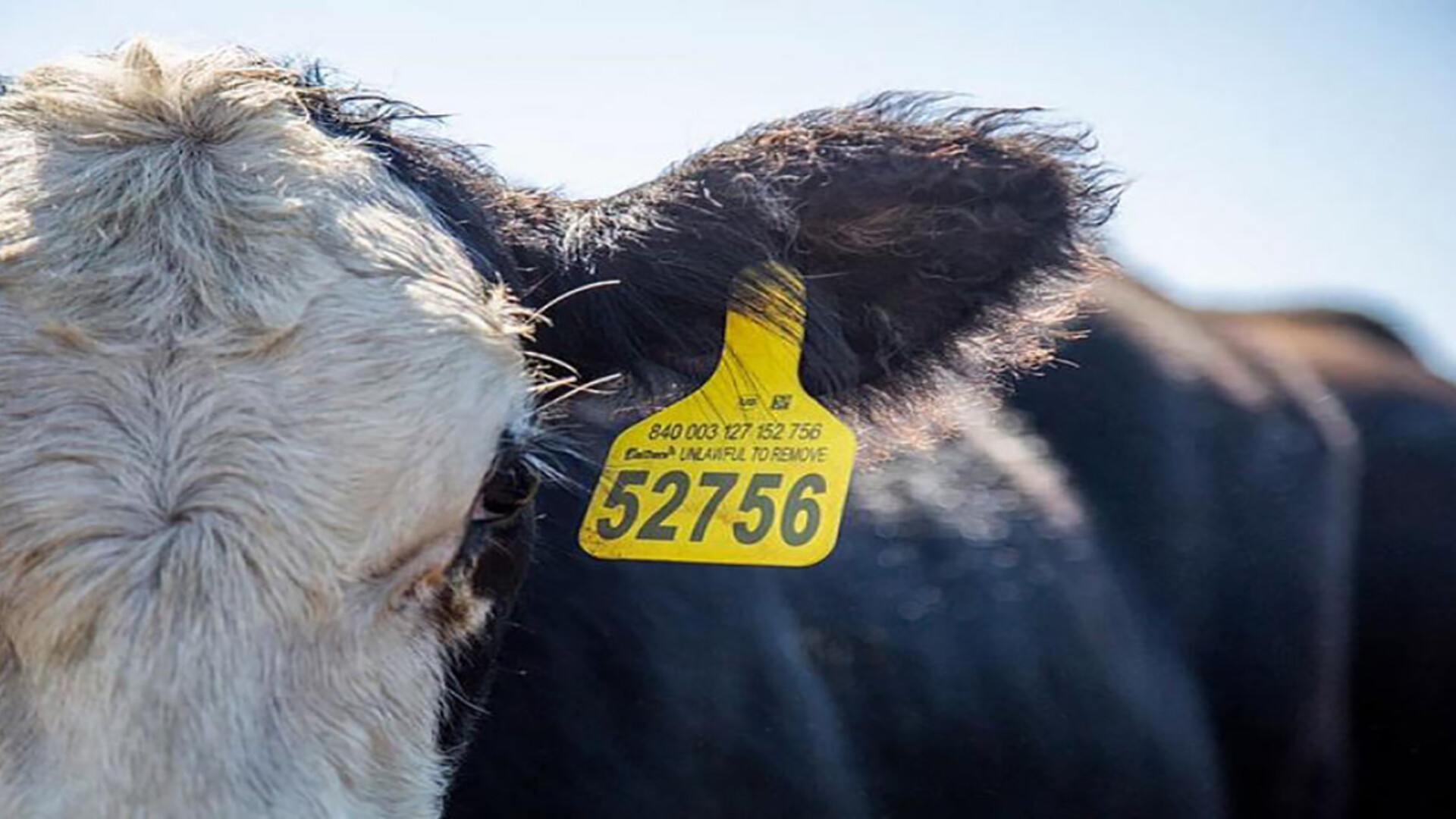 R-CALF Loses Appeal On RFID Challenge