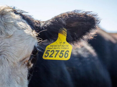 R-CALF Loses Appeal On RFID Challenge