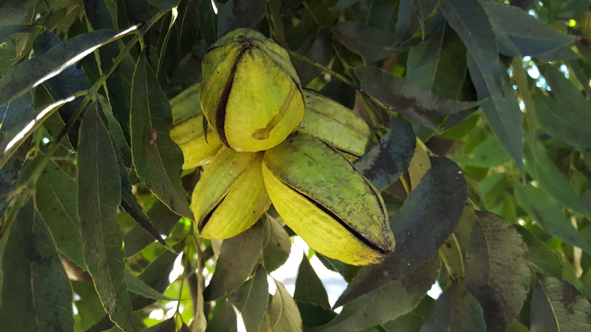 Pecan Genetics for Research Are Critical for Industry
