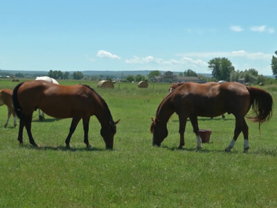 West Nile Virus Still a Threat to Horses Despite Drought