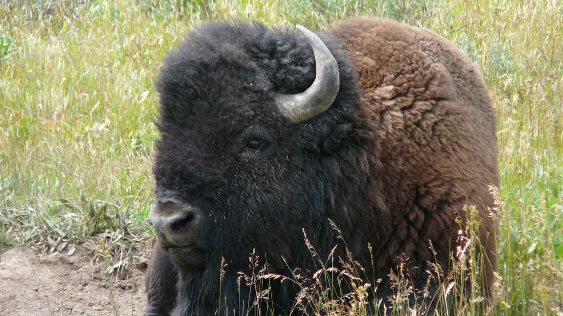 USFWS Completes Initial Review to Protect Yellowstone Bison Under Endangered Species Act