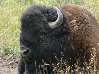 USFWS Completes Initial Review to Protect Yellowstone Bison Under Endangered Species Act