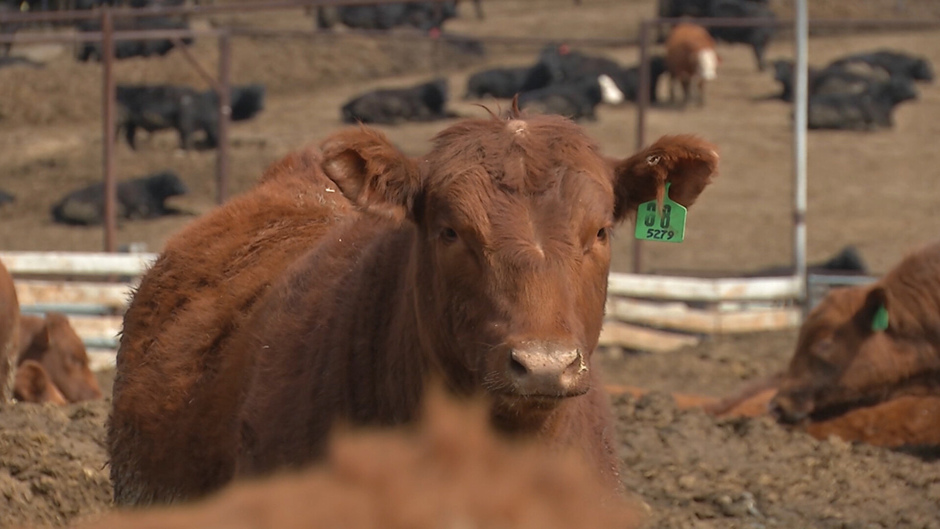 Heat Stress Kills Thousands of Cattle in Kansas Feedlot