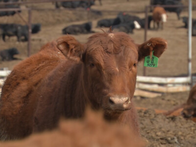 Heat Stress Kills Thousands of Cattle in Kansas Feedlot