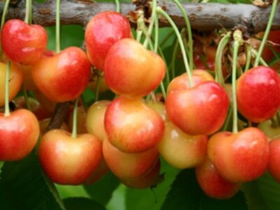 Cherry Harvest Begins Pt 1