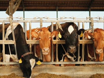 CA Dairies & Federal Milk Pricing System Reform