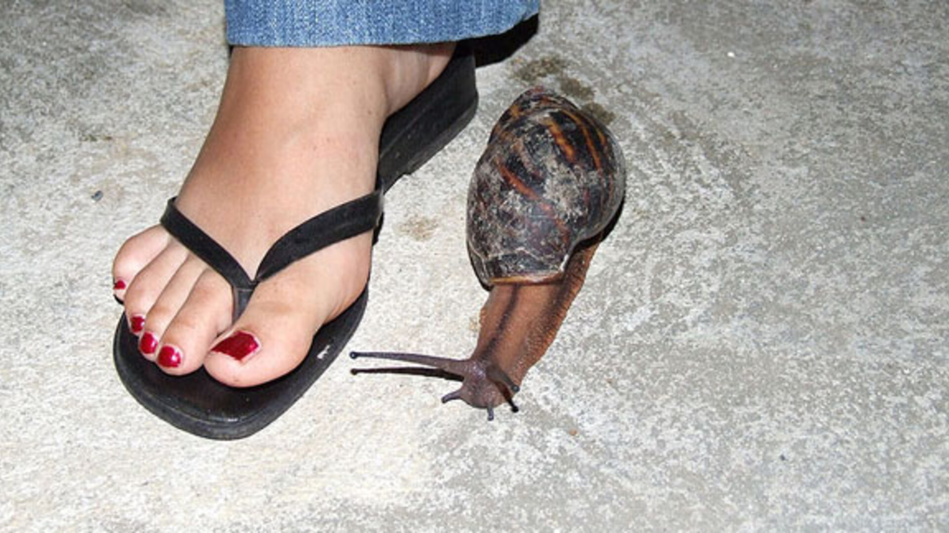 FL Works to Eradicate Giant African Land Snail...Again