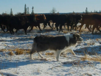 Nominations Open Through July 15 for Farm Bureau Farm Dog of the Year Contest