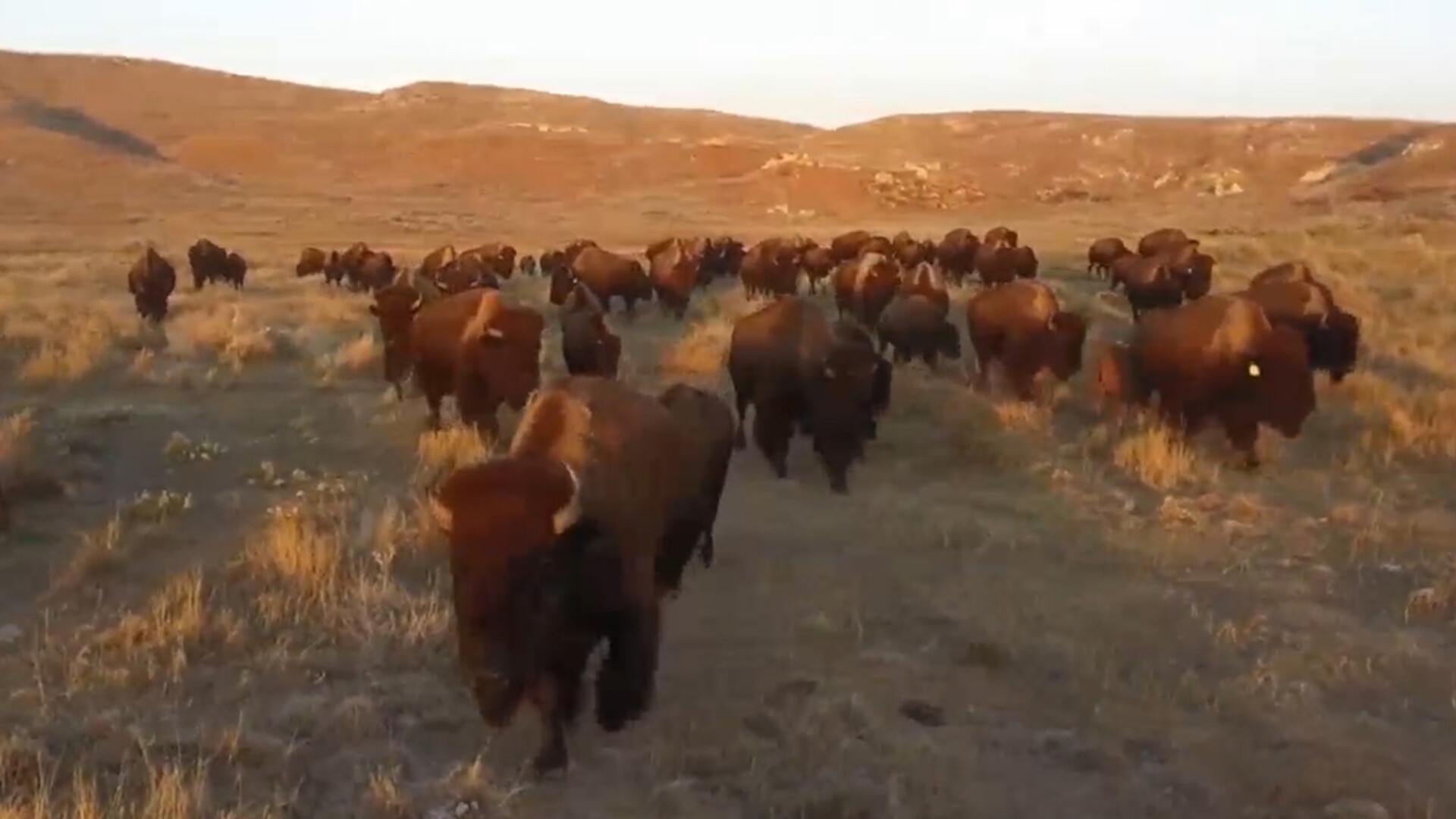 July is National Bison Month