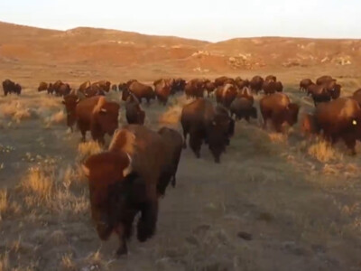 July is National Bison Month