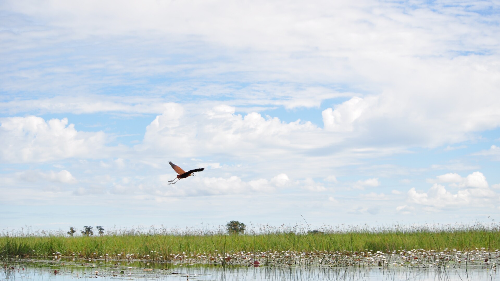 Ботсвана птицы. Парящий Дельта. Okavango Delta Fish. Air Botswana. Полетел на пол