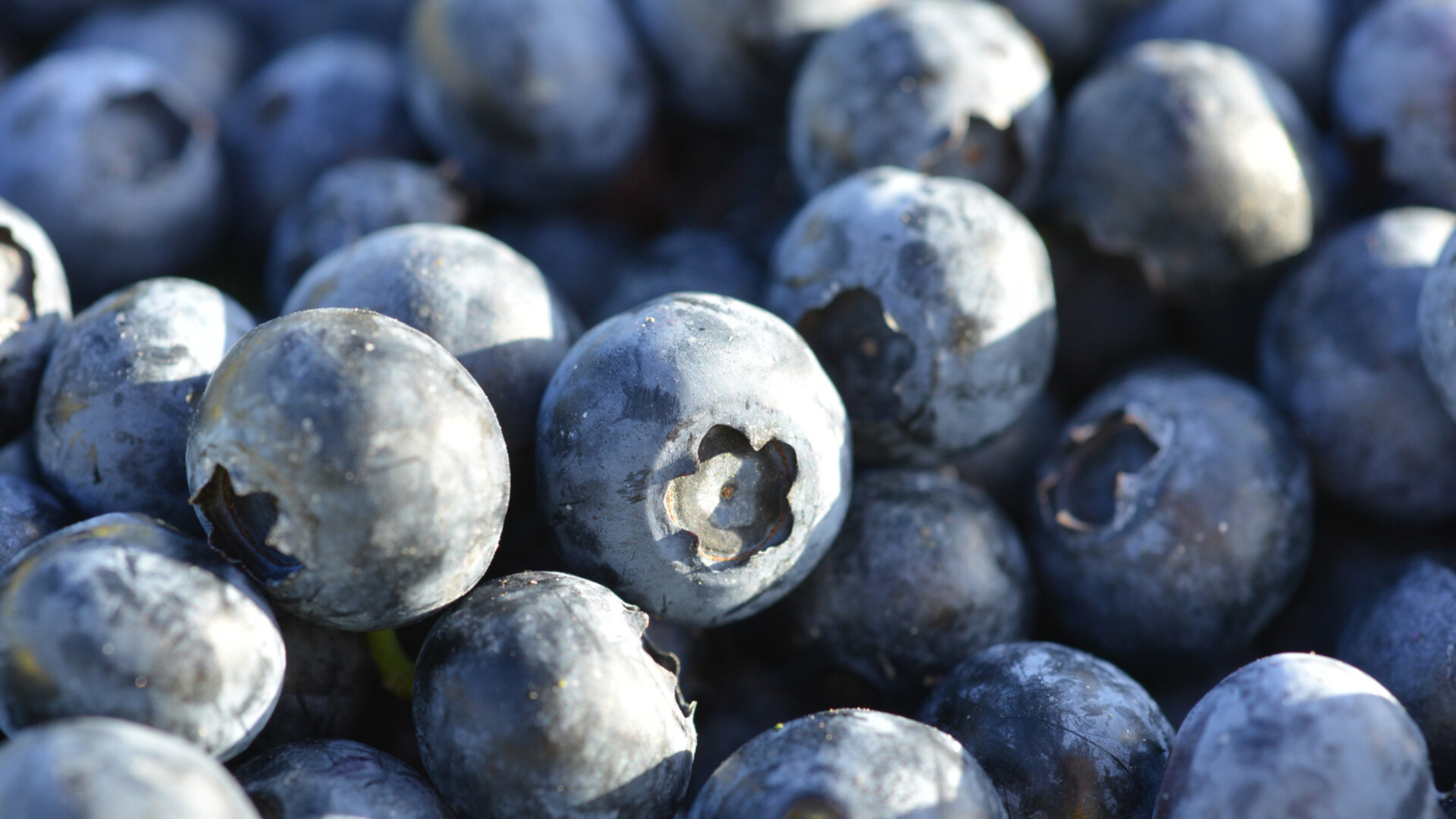 Organic Vs Conventional Blueberries Pt 1