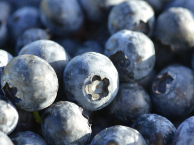 Organic Vs Conventional Blueberries Pt 1
