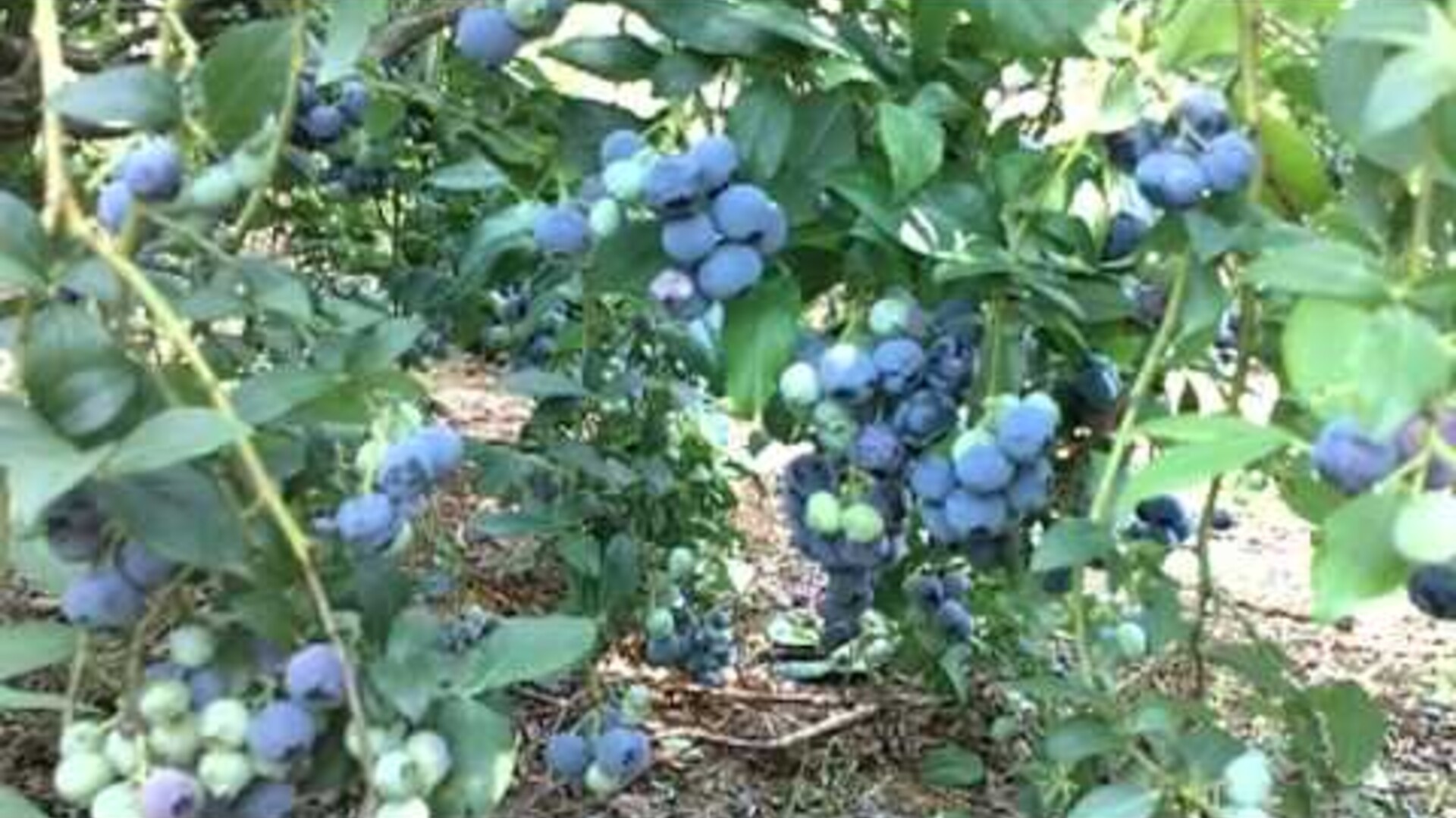 Organic Vs Conventional Blueberries Pt 2