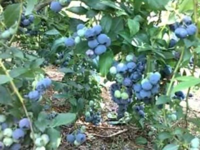 Organic Vs Conventional Blueberries Pt 2