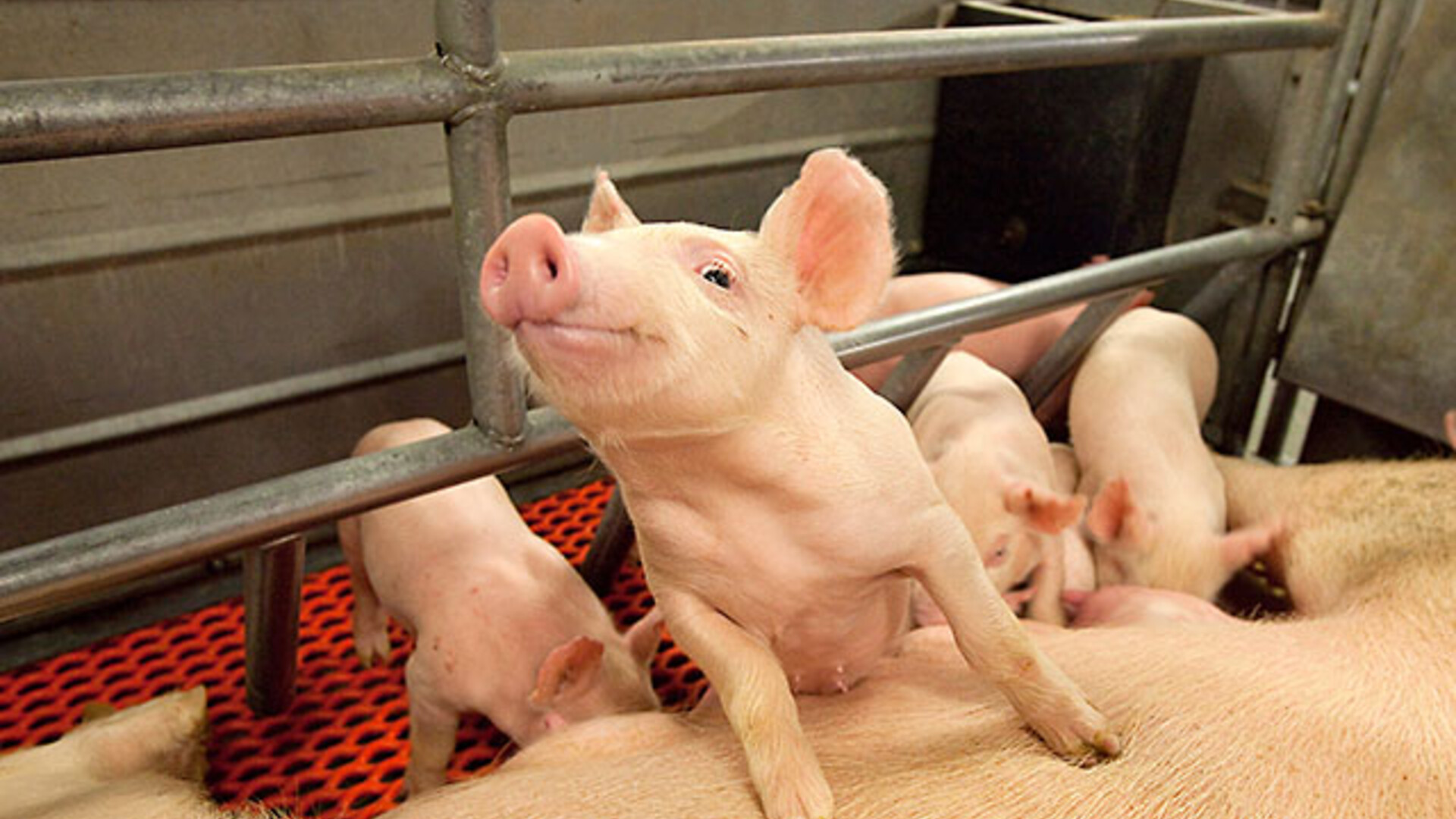 Regional FFA Members Named Star Award Finalists