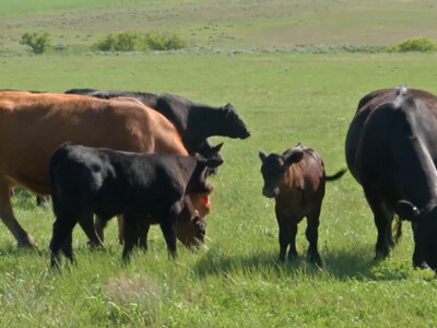 Cattle Inventory Report Reveals Smallest Beef Herd Since 2014