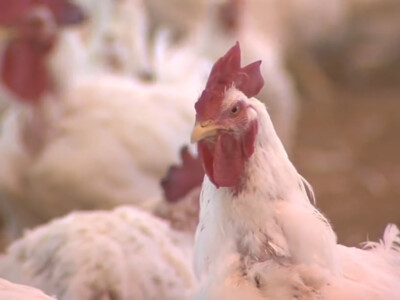 DOJ Files Suit Against Cargill, Sanderson & Wayne Farms
