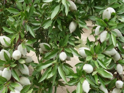 Self Fruitful Almond Varieties Save on Harvests