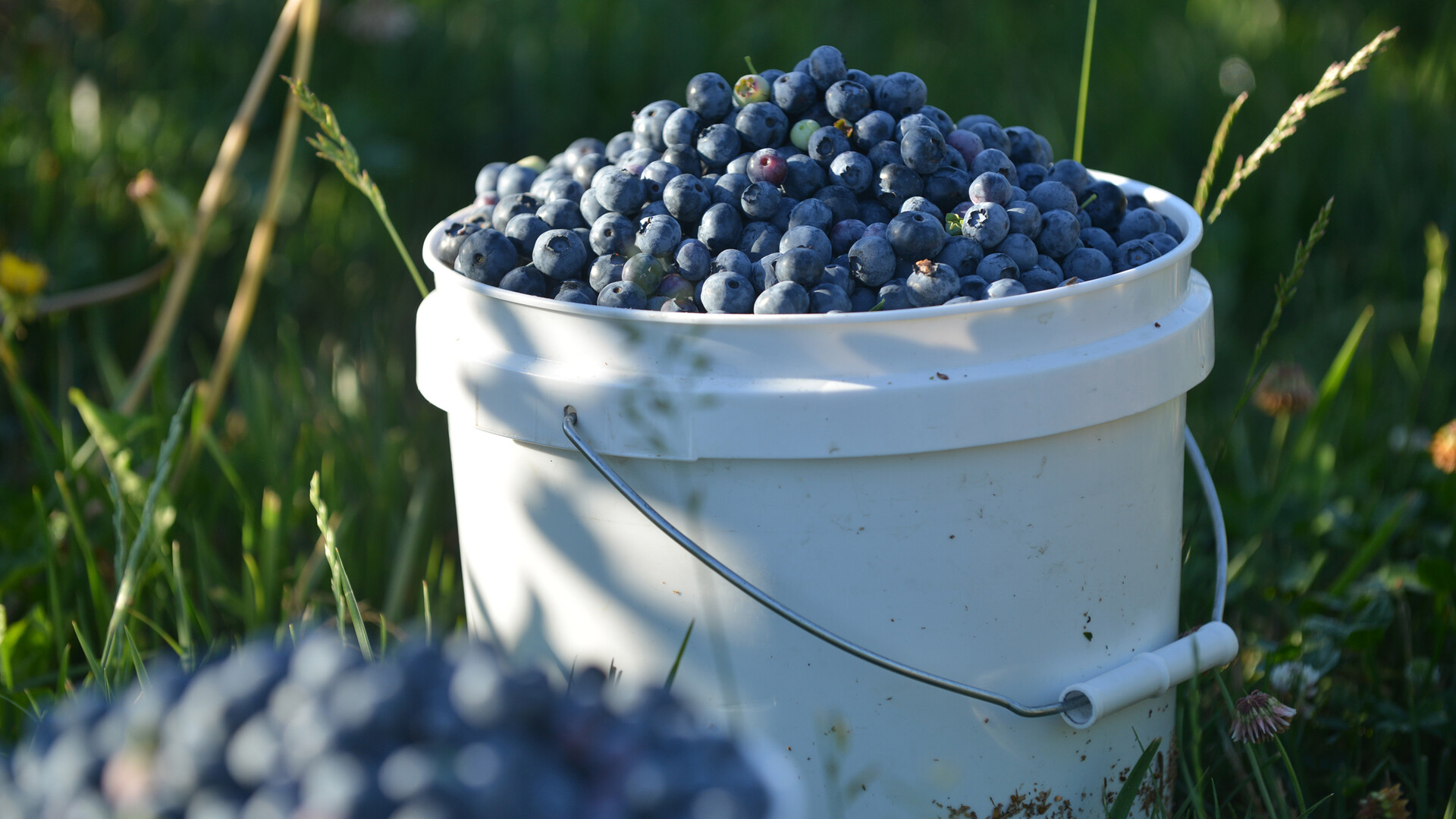 Blueberry Harvest Pt 1