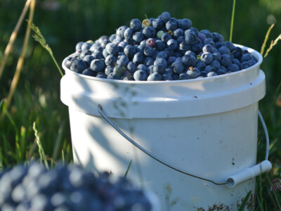 Blueberry Harvest Pt 1