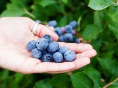 Blueberry Harvest Pt 2