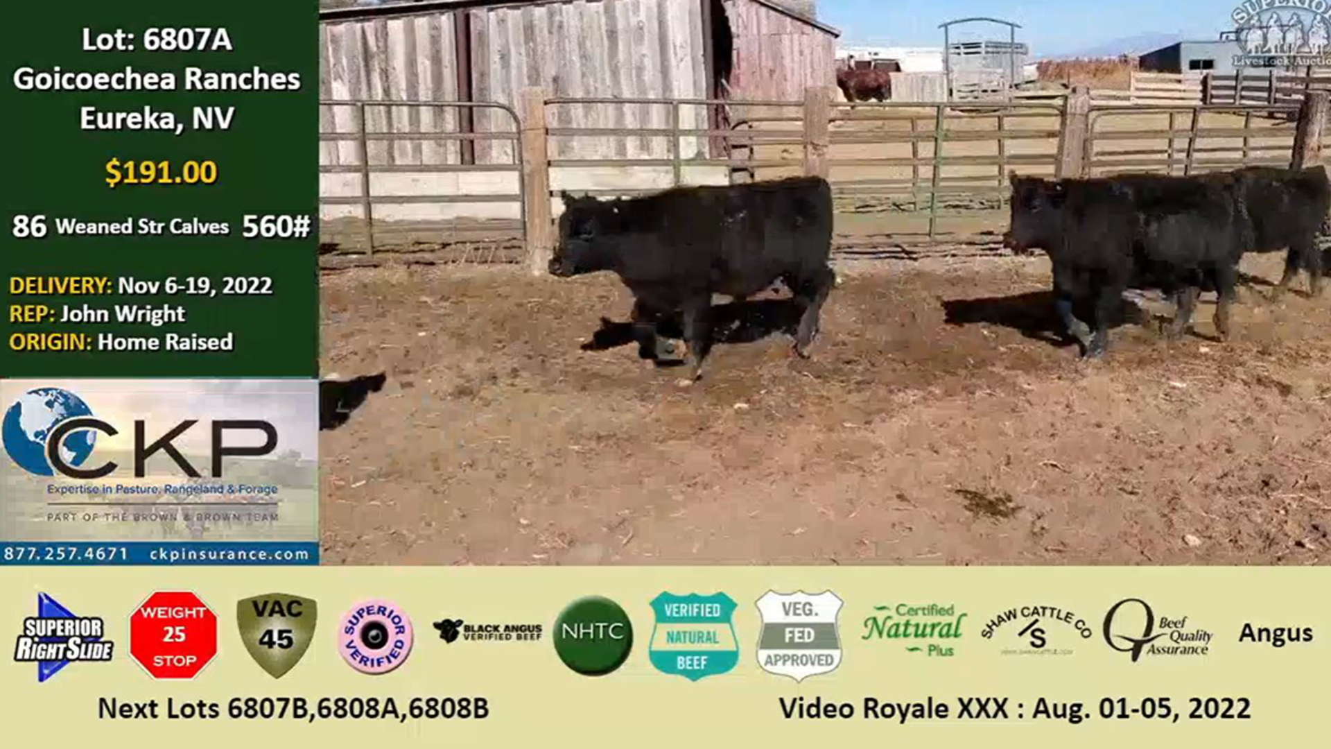 Fall Calf Market Red Hot at Superior's Video Royale Sale in Nevada