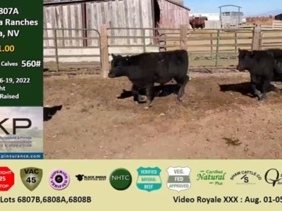 Fall Calf Market Red Hot at Superior's Video Royale Sale in Nevada