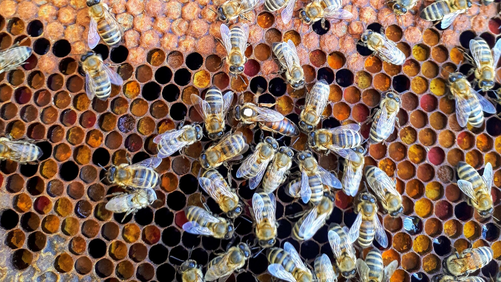 Using Artificial Intelligence to Protect Bees