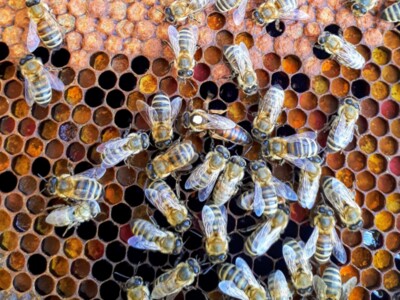 Using Artificial Intelligence to Protect Bees
