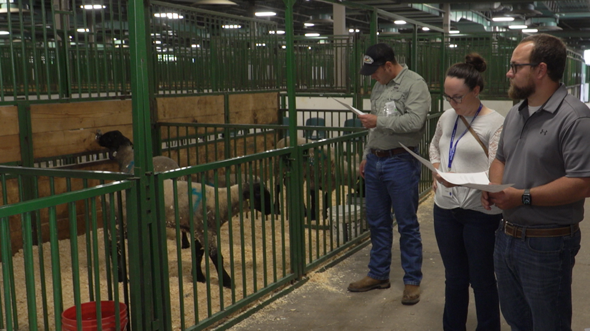 Importance of Genetic Selection a Big Topic at American Lamb Summit