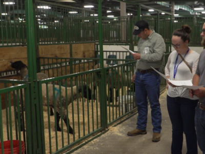 Importance of Genetic Selection a Big Topic at American Lamb Summit