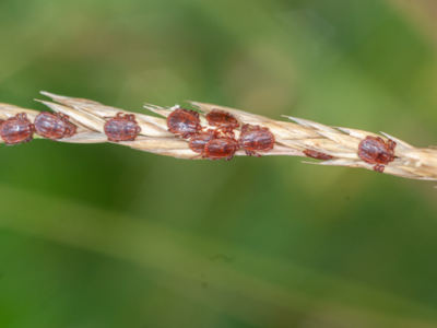 Webinar Symposium to Discuss Small Tick Causing Big Problems for Cattle