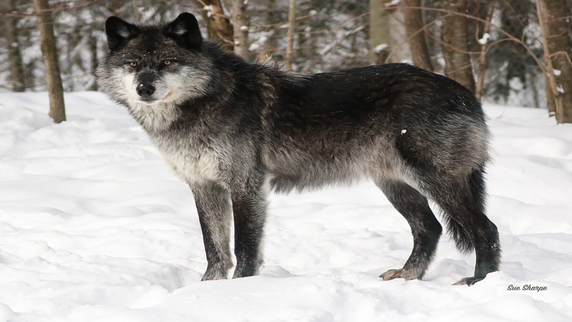 Court Grants Agriculture Coalition Intervention in Gray Wolf Lawsuit