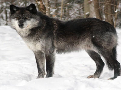 Court Grants Agriculture Coalition Intervention in Gray Wolf Lawsuit