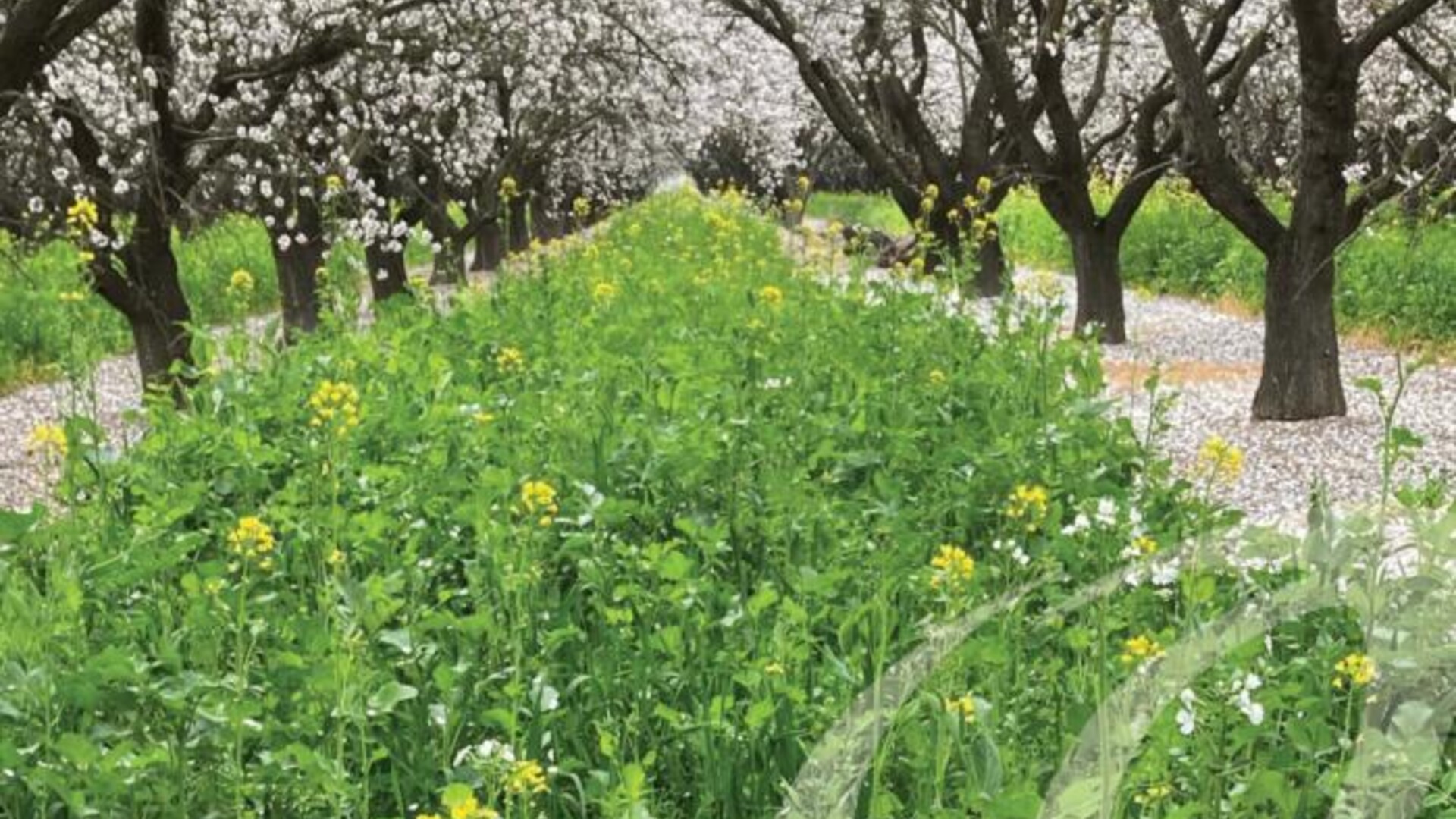 Terminating Cover Crop Options in Tree Nut Orchards