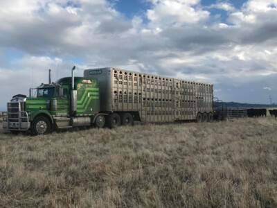 Hours-of-Service Exemption Extended Again for Livestock Haulers