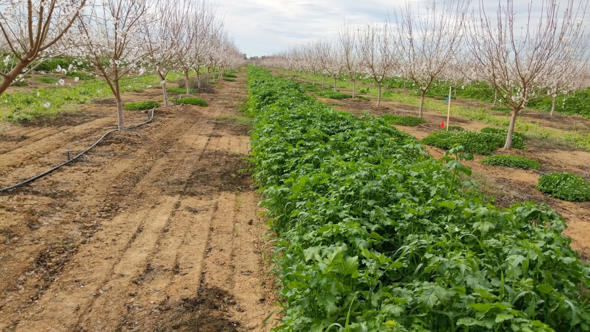 Cover Crop Options in Almonds