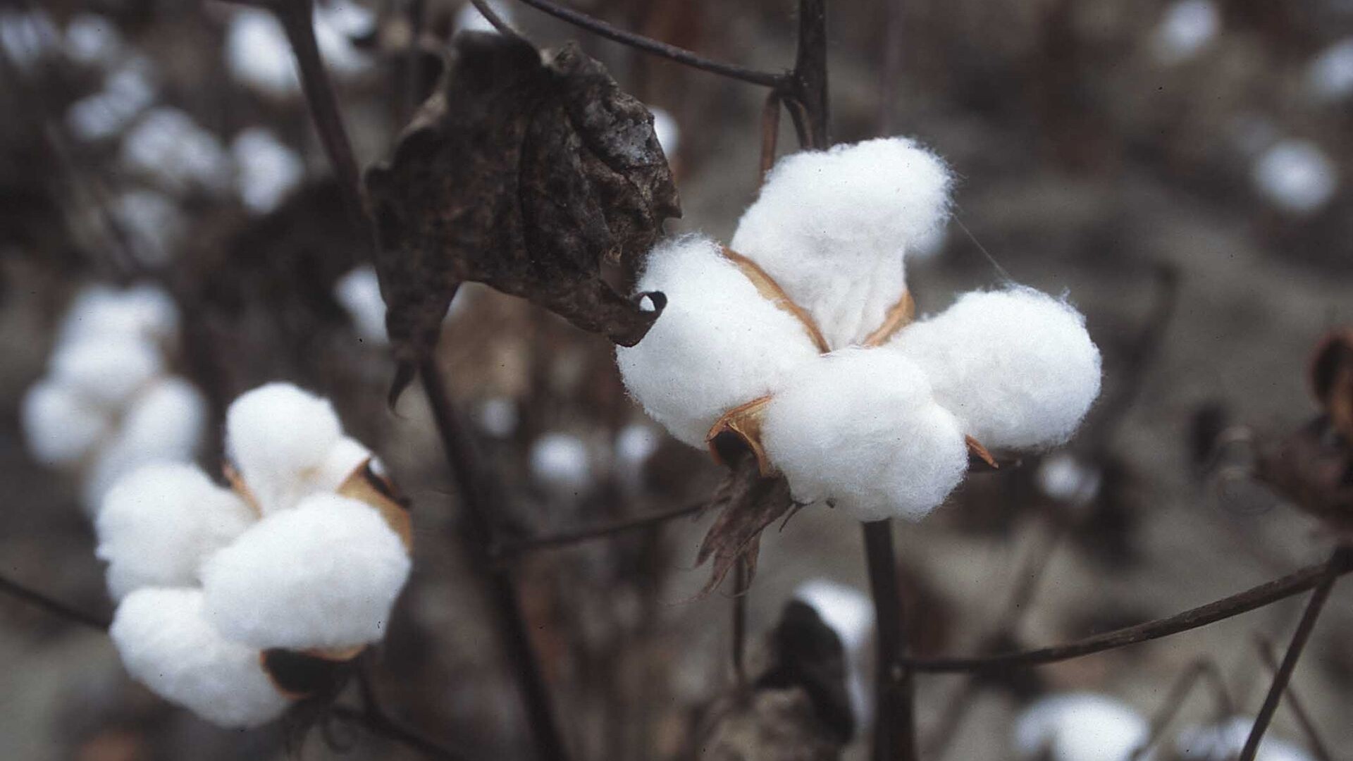 USDA Ups Cotton Forecast