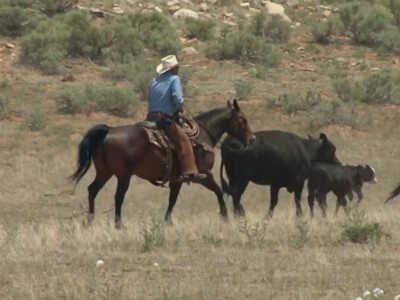 Cattlemen Raise Concerns with White House Executive Order on Biotechnology