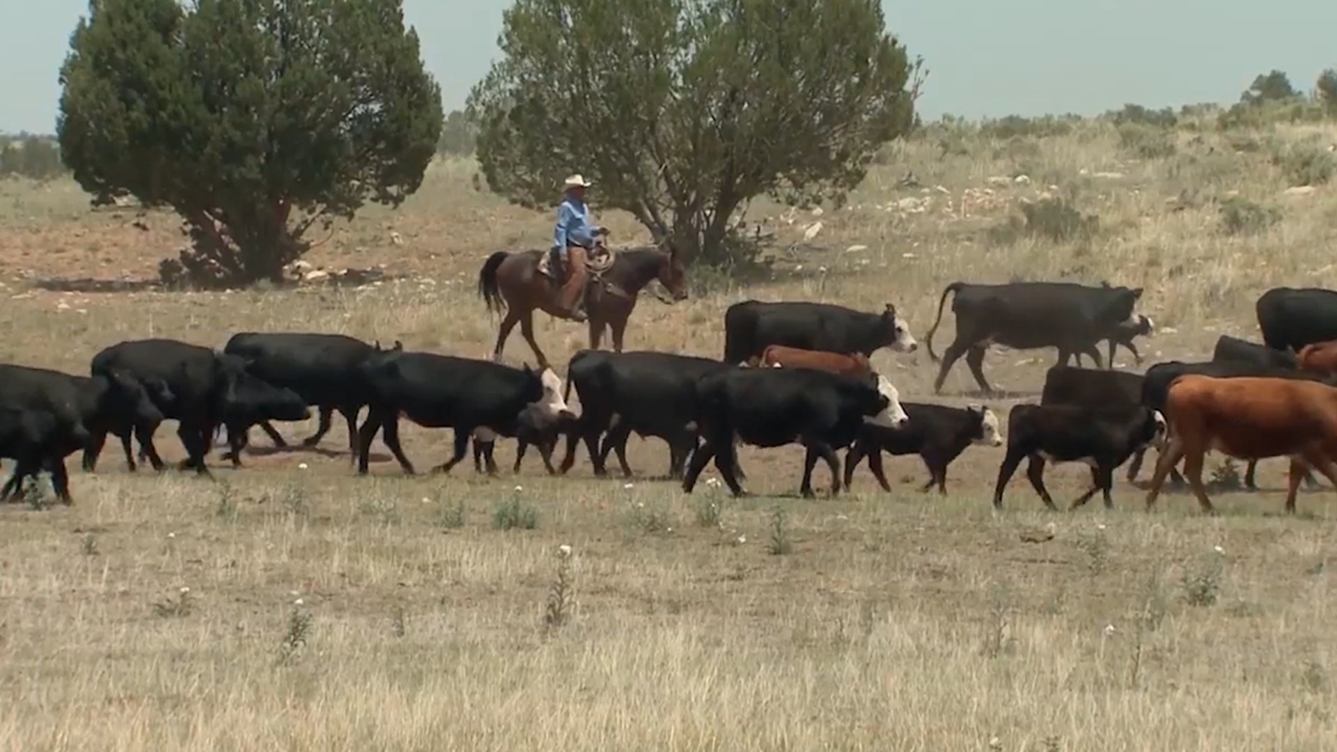 Wyoming Livestock Industry Leader says PLC Protecting Ranchers Way of Life