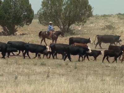 Wyoming Livestock Industry Leader says PLC Protecting Ranchers Way of Life