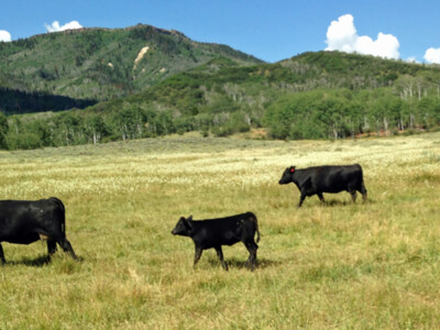 Deadline Extended for Grazing Lands Conservation Initiative Cooperative Agreements