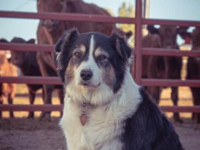 Colorado Cow Dog Featured in National Geographic Show